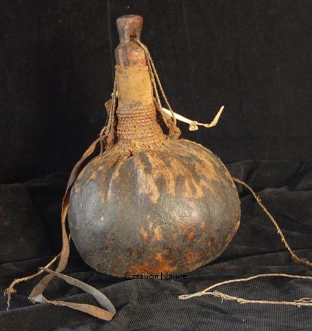 11160 Pokot gourd